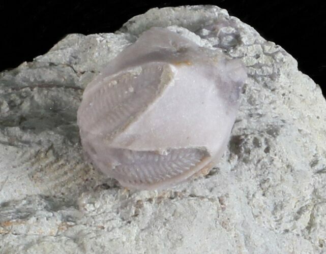Blastoid (Pentremites) Fossil - Illinois #60114